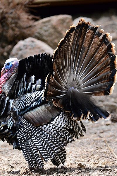 Featured Animals Rio Grande Wild Turkey Cmzoo