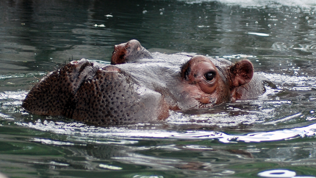 Adopt Choices for Hippos - CMZoo