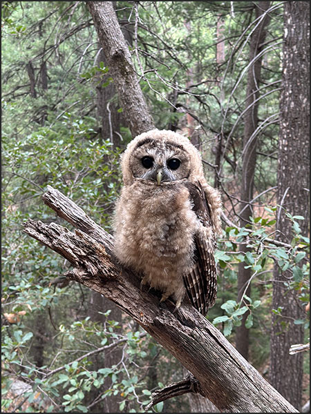 Mexican spotted owl, photo credit: Ceeanna Zulla, USDA Forest Service.