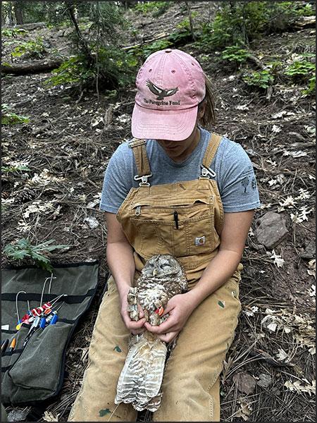 Mexican spotted owl, credit: Ceeanna Zulla, USDA Forest Service.