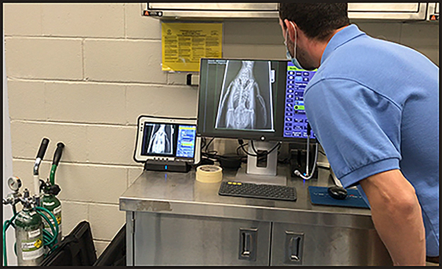 Vet x-rays being looked at with viewing screens