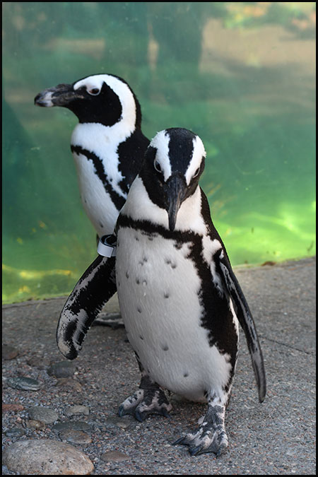 African penguins Rico and Rosy outside