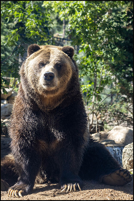 Grizzly bear outside at Cheyenne Mountain Zoo