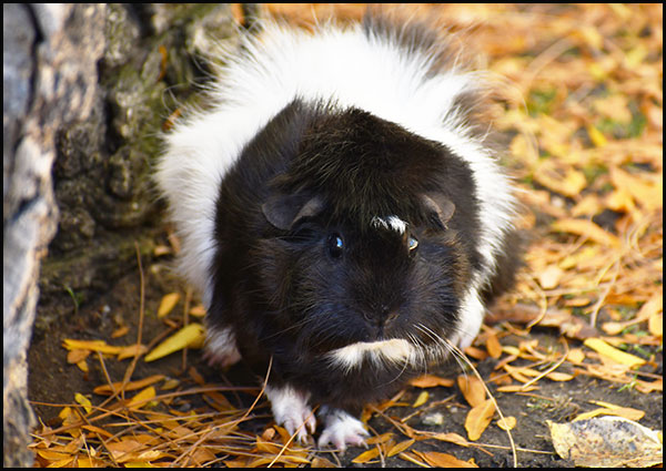 Guinea pig outside