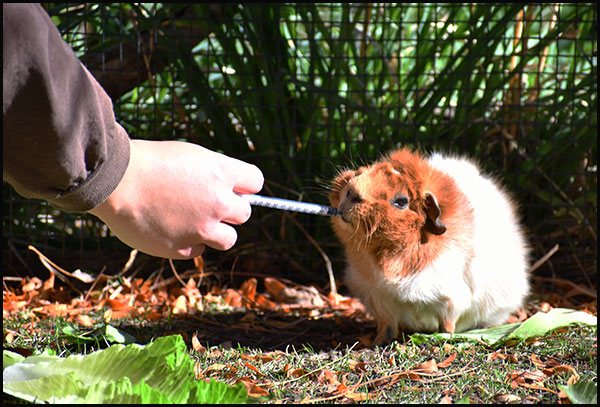 Yzma, an aging guinea pig, approaches a keeper to voluntarily receive her oral daily anti-inflammation medication