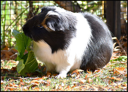 Guinea pig eating lettuce outside