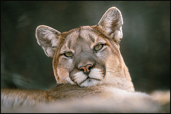 Mountain lion Adira portrait