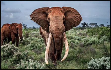 Tsavo Trust helps protect the remaining Big Tusker Elephants. Photo courtesy of Tsavo Trust.