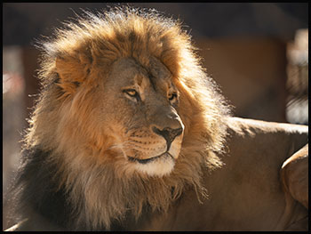 Featured Animals - African Lion - CMZoo
