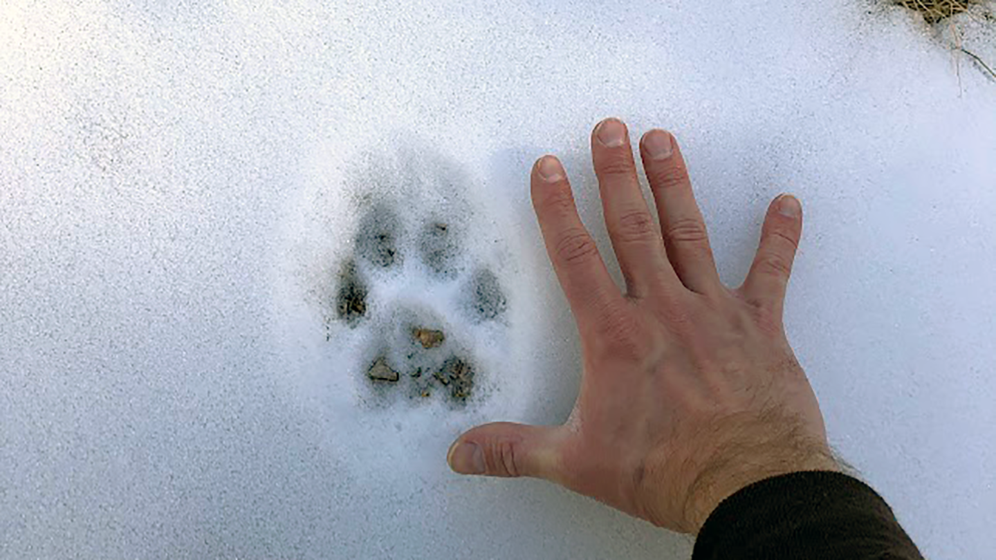 Human hand next to animal track in the snow