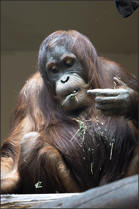 Orangutan portrait