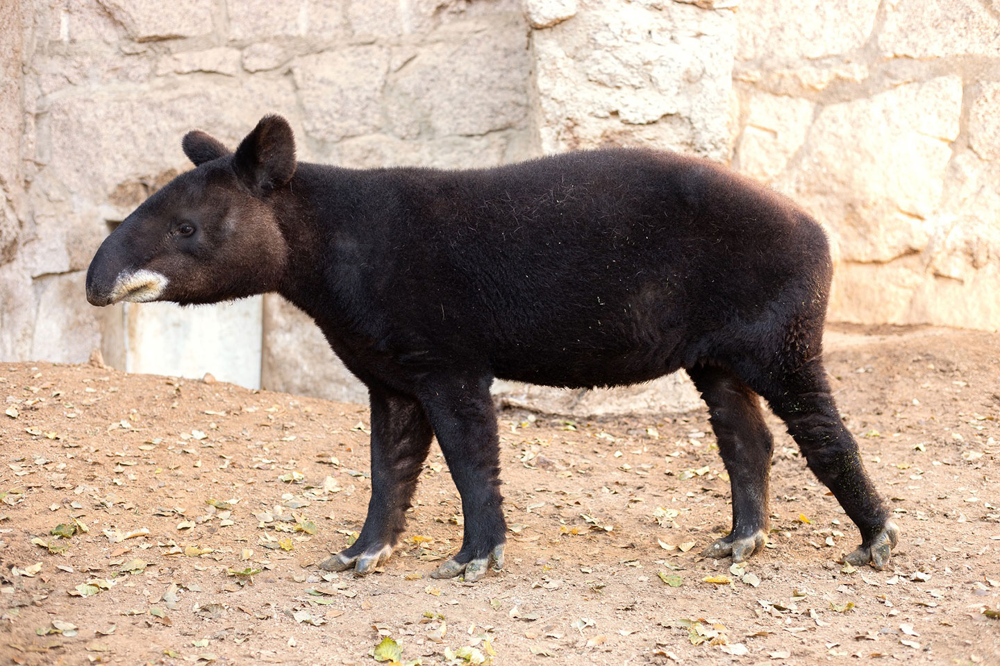 Cofan, Male Mountain Tapir, Recovering from Kidney Removal Surgery - CMZoo