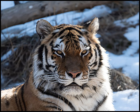 A New Breeding Opportunity for Chewy and Savelii, CMZoo Amur Tigers - CMZoo