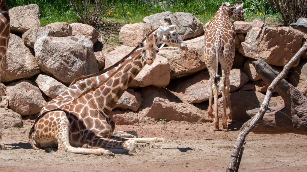 adult giraffe sleeping