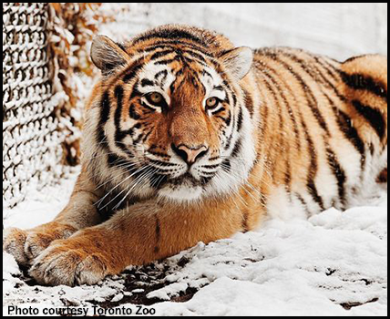 siberian tiger vs african lion
