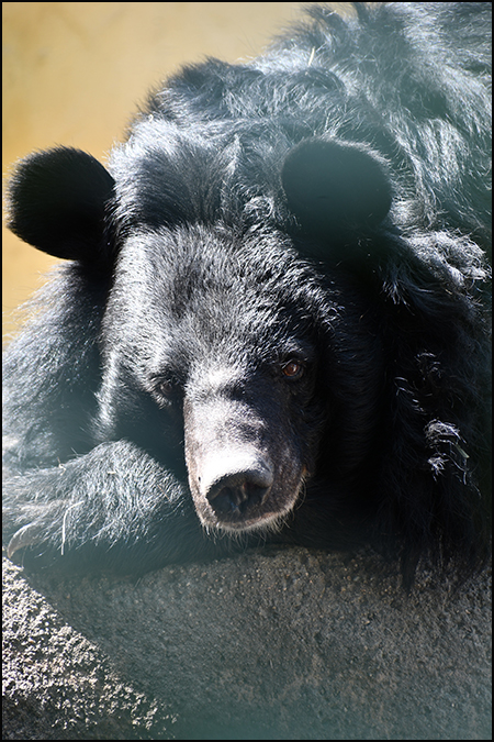 Asiatic black bear Beezler, portrait