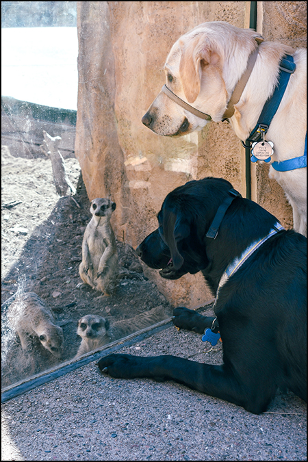 Dog visiting meerkats during Dog Days at the Zoo