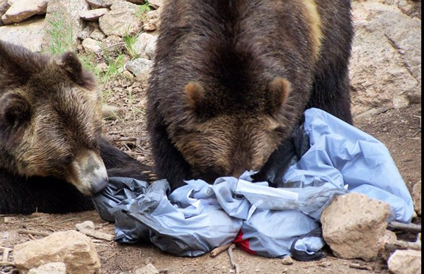 How to Help Keep Wild Bears Alive in Your Own Neighborhood - CMZoo