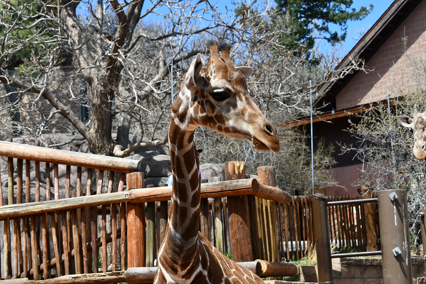 Kay, One-Year-Old Giraffe, Settles in at CMZoo With Support Of Animal