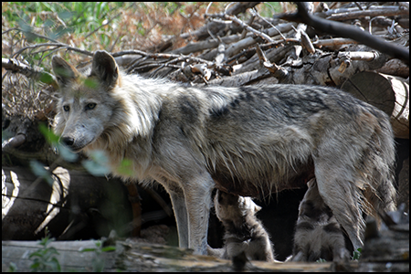 Wandering Mexican gray wolf released back into Arizona wild