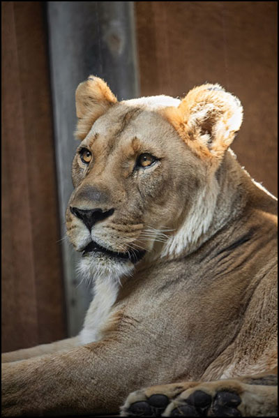 Featured Animals - African Lion - CMZoo