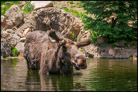 Alaska moose Atka in velvet, in his pond at Rocky Mountain wild, Cheyenne Mountain Zoo