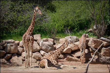 Giraffe mingling at Cheyenne Mountain Zoo