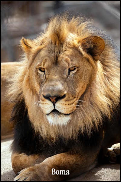 Featured Animals - African Lion - CMZoo