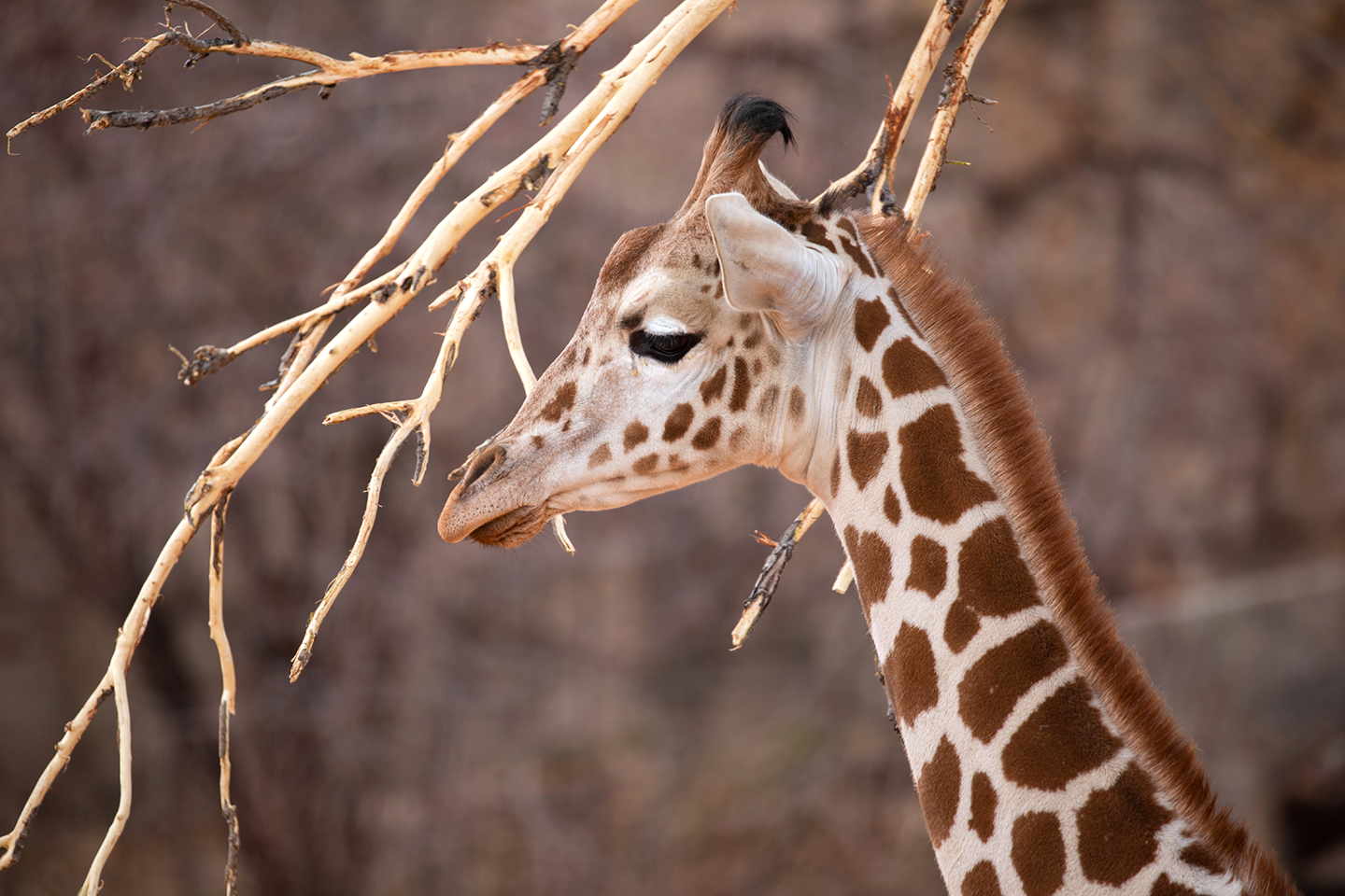 Children's Hospital Colorado is Throwing Viv a 2nd Birthday Party - and ...