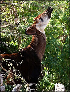 Okapi, Bahati.