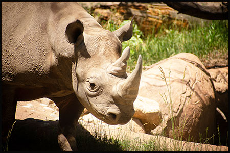 Up-close black rhino Jumbe