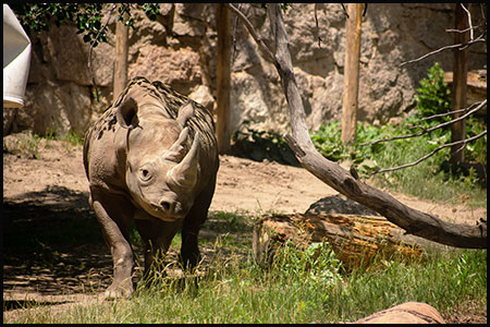 Black rhino Jumbe outside