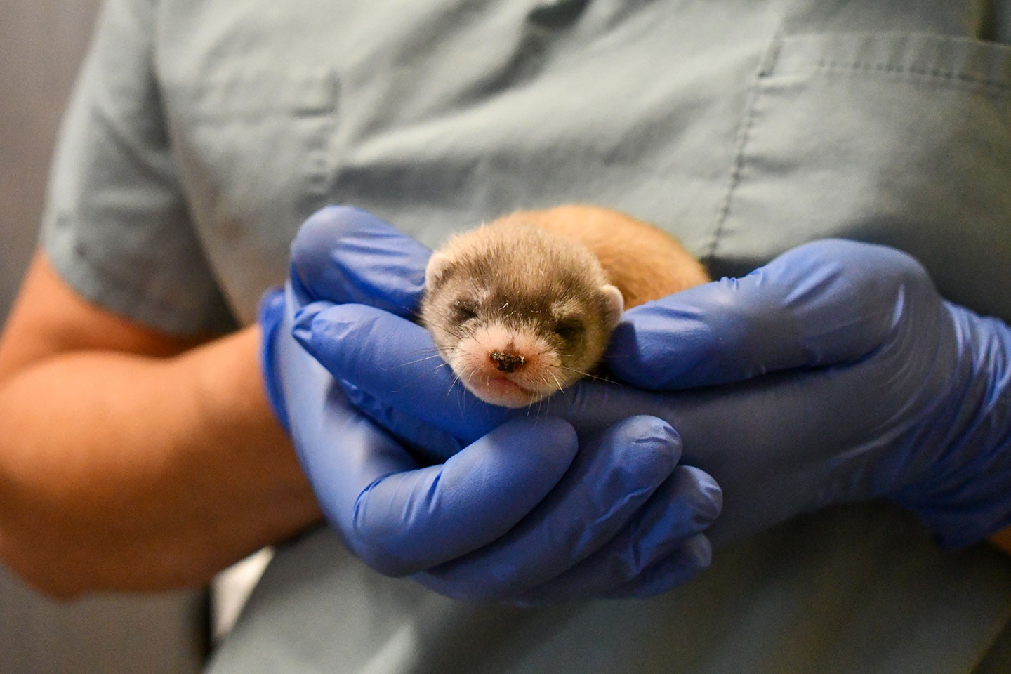 Critically Endangered Black-Footed Ferrets See Breeding Boom Under ...