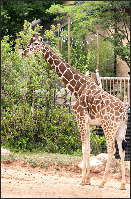 Panya portrait, reticulated giraffe at Cheyenne Mountain Zoo