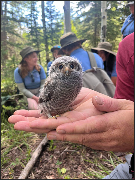 Flammulated owlet in human hand size orientation