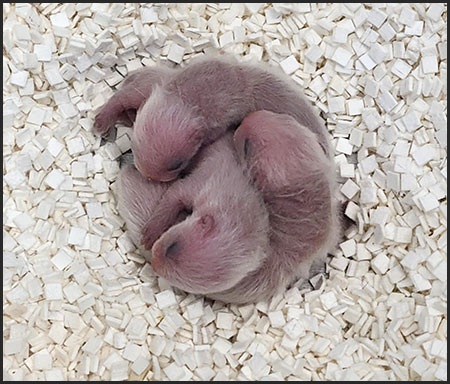 Black0footed ferret kits sleeping in a huddle