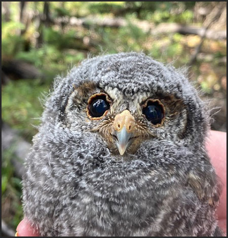 Flammulated owlet up-close