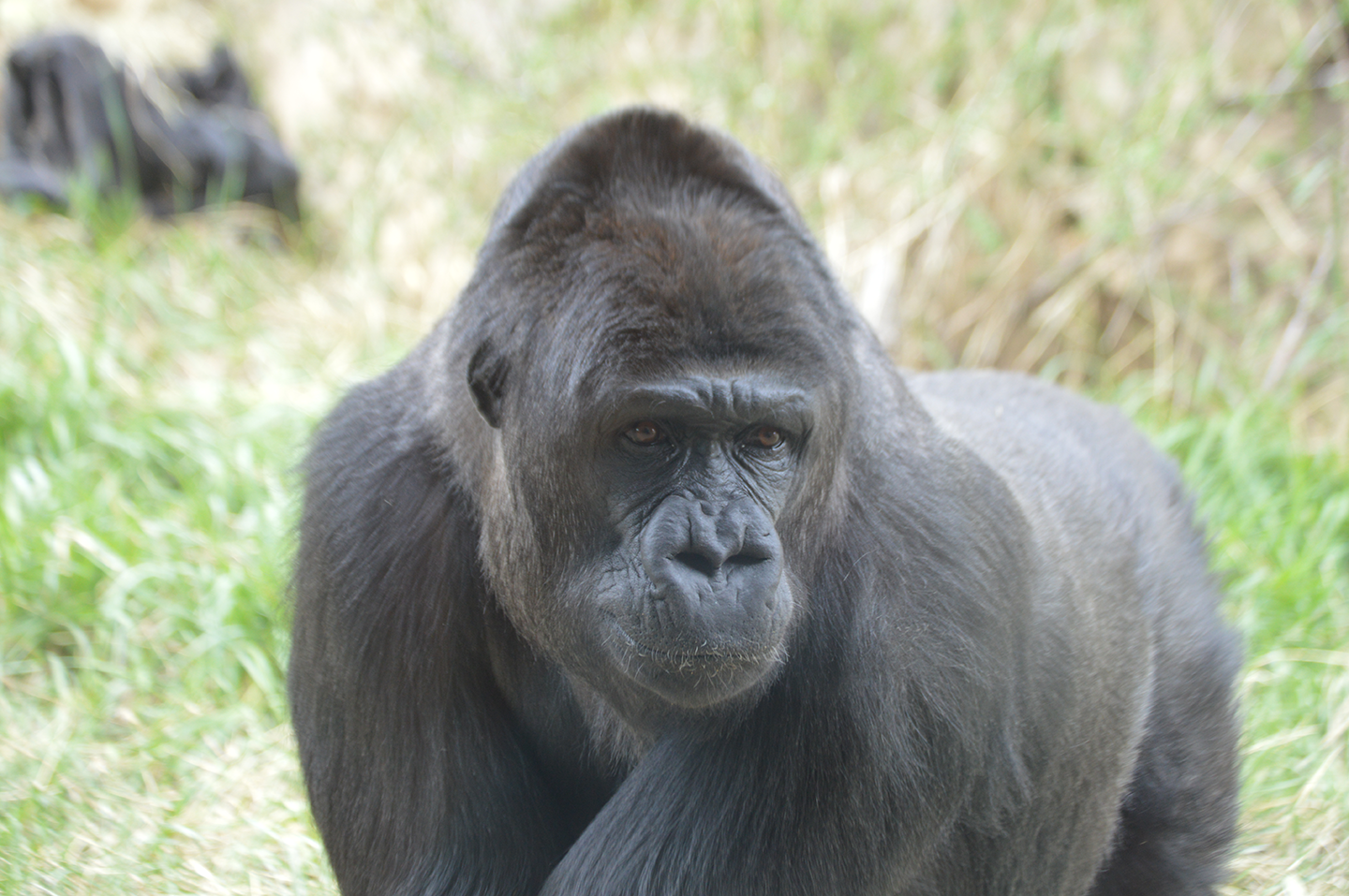 Happy ‘Gorilla Grumbles’ Abound: Juju and the Troop Recover and Regroup ...