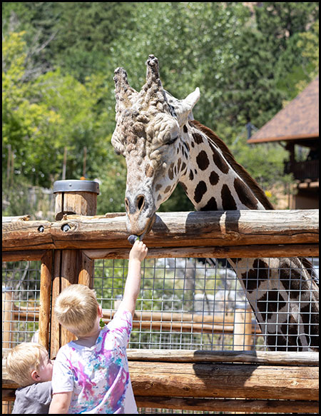 Giraffe male, Khalid taking lettuce from a guest.