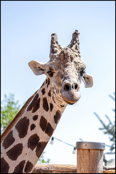 Giraffe male, Khalid portrait