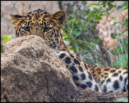 Amur leopard Basha behind a rock