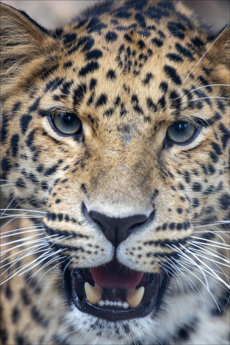 Amur leopard Basha up-close portrait