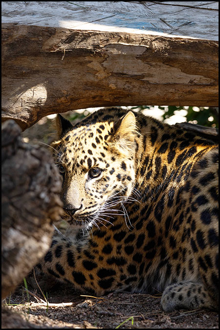 Amur leopard mango portrait