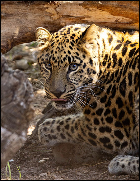 Amur leopard Mango portrait