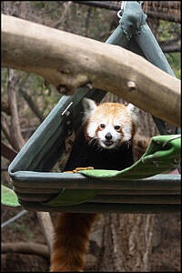 Red panda cora in her area