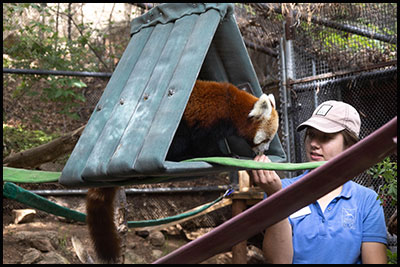 Keeper training session with red panda Cora