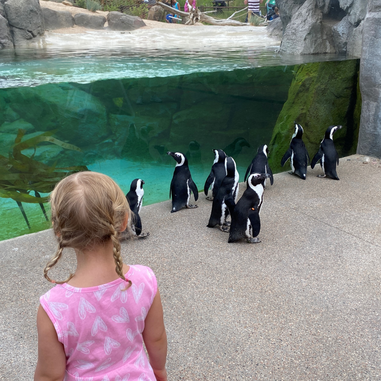 What's New with the Flock? African Penguin Awareness Day is