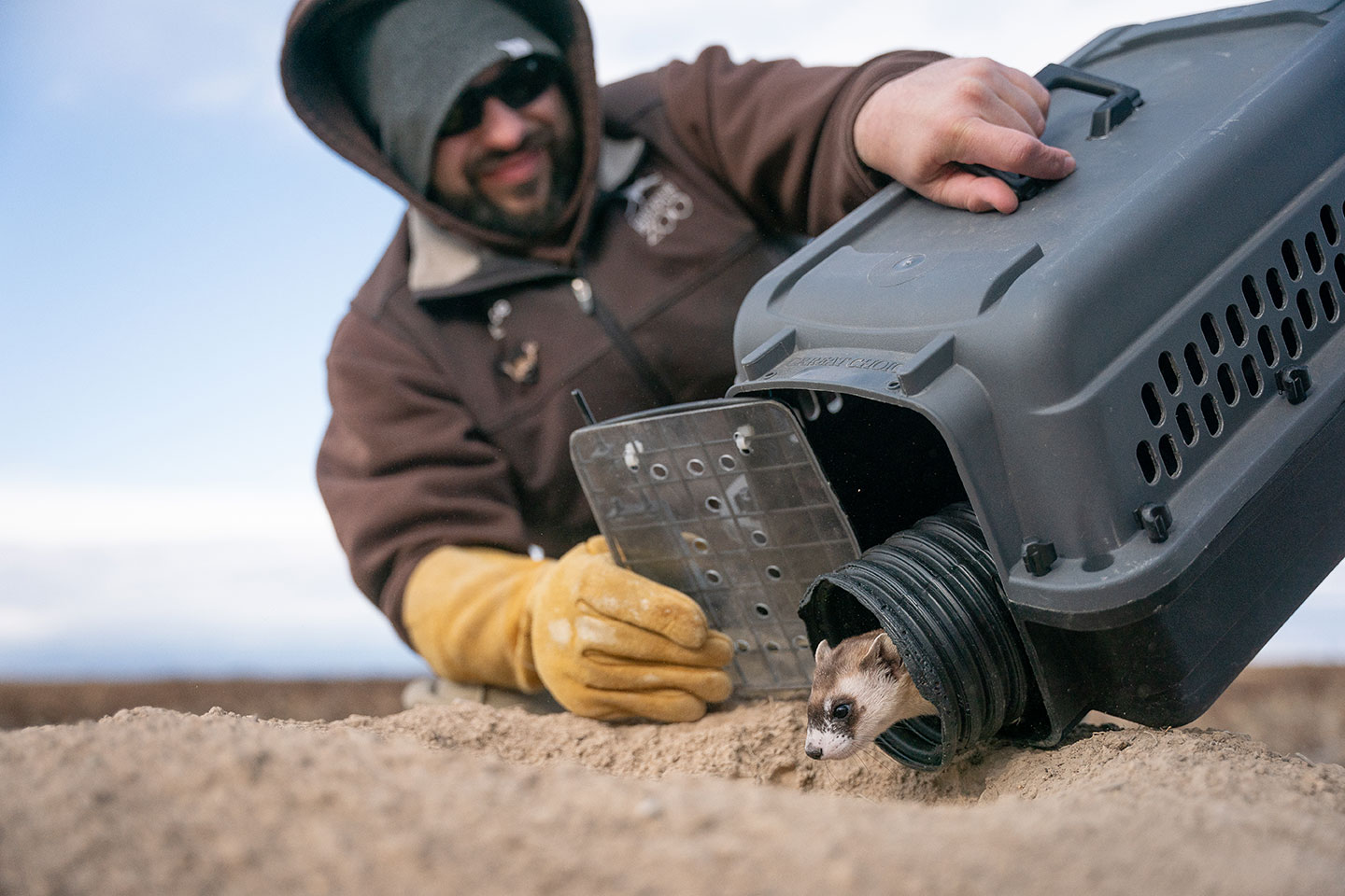 Black-footed ferret release coming out of kennel onto the prairie