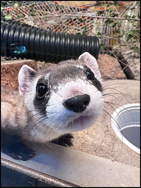 Black-footed ferret, Samosa