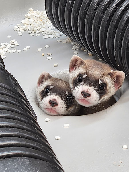 Blue Violets black-footed ferret  kits peering out of a hole